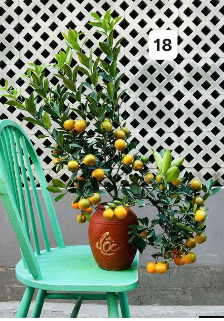 Đất thổ cư 1000m² tại Vườn Phổ Quang, Quảng Ngãi - Cơ hội đầu tư hấp dẫn!