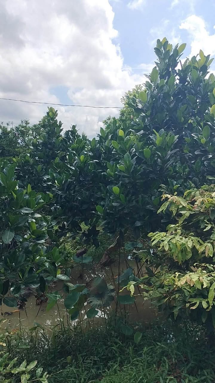 Đất Farm 10,800m² xã Thanh Mỹ, Đồng Tháp giá 900 triệu - Sổ hồng chính chủ, trồng cây ăn quả!