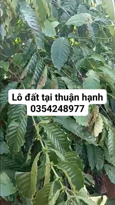 Đất thổ cư Xã Thuận Hạnh 80.000m² giá 1.75 tỷ - Đầy đủ điện nước, sổ sách chính chủ!