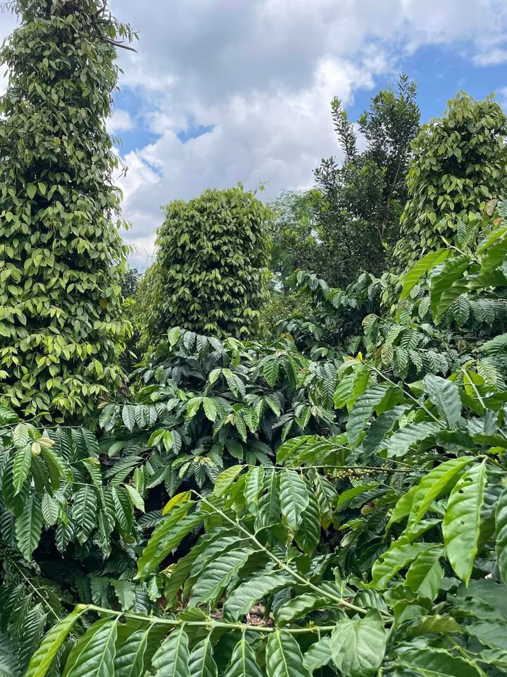 Đất nền xã Thuận Hạnh 14.400m² giá 760 triệu - Sổ vuông vức, gần đường lớn!