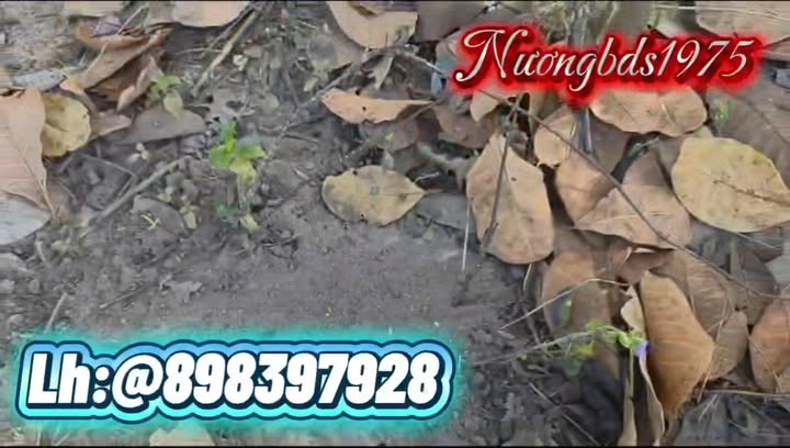 Đất nền đầu tư Xã Ia Le, Chư Pưh, Gia Lai 7ha giá 300 triệu - Cơ hội vàng không thể bỏ lỡ!