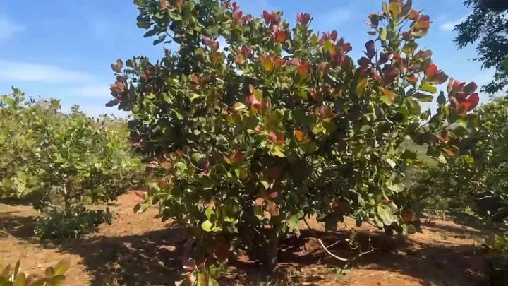 Đất nền xã Gào, huyện Krông Pa 12.000m² giá 1.45 tỷ - Đầu tư sinh lời ngay!