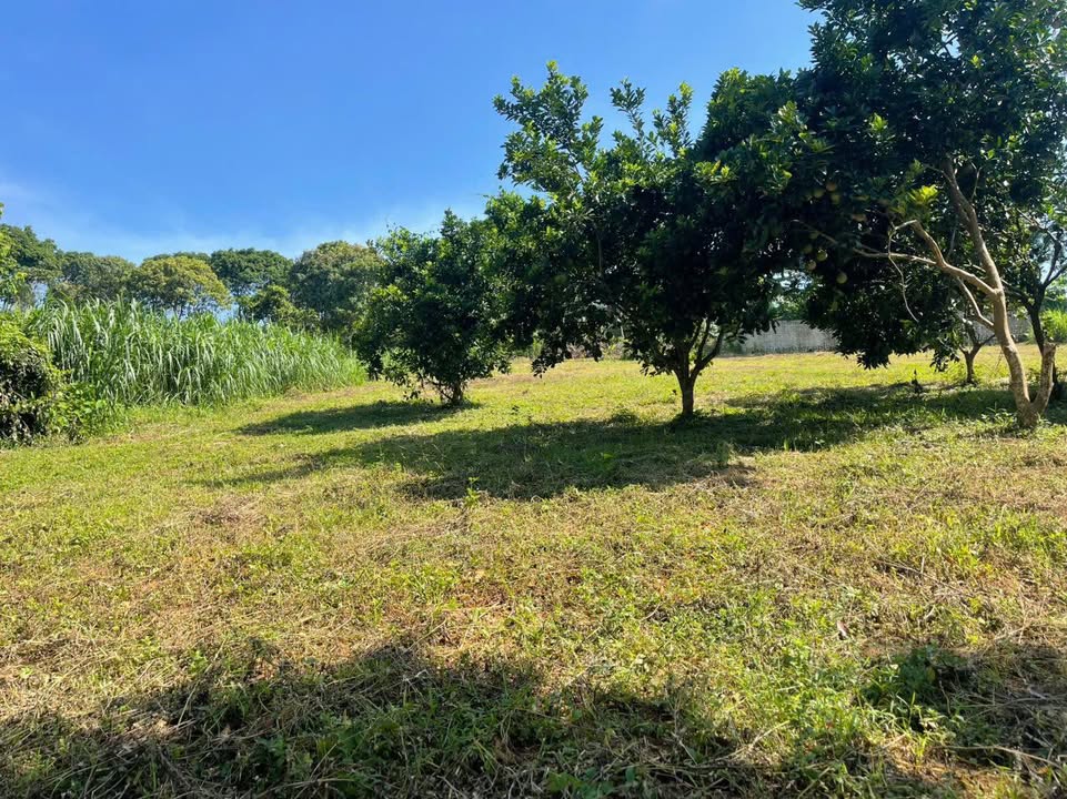 Đất nền thôn Bơn, xã Yên Bài 1.779m² giá 11.56 tỷ - Cơ hội đầu tư sinh lời!