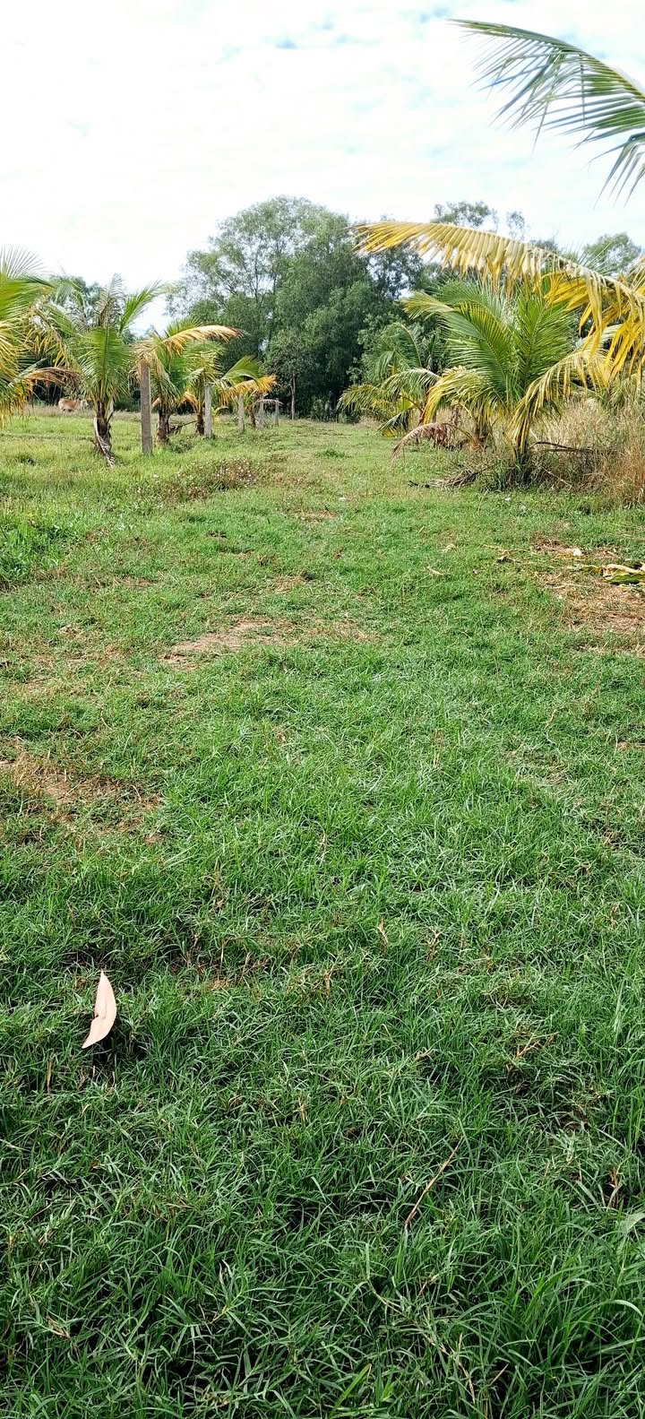 Đất thổ cư 2.000m² tại Hàm Liêm - Cần bán gấp, giá thỏa thuận!