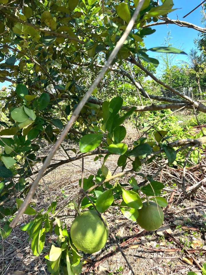 Đất Diên Đồng Diên Khánh 357m² giá 980 triệu - Đầu tư lý tưởng cho biệt thự vườn!