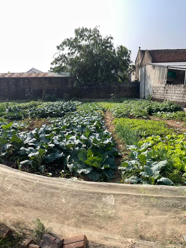 Đất thổ cư 100m² tại Trần Phú, Hoàng Mai - Chỉ hơn 1 tỷ, đầu tư sinh lời!