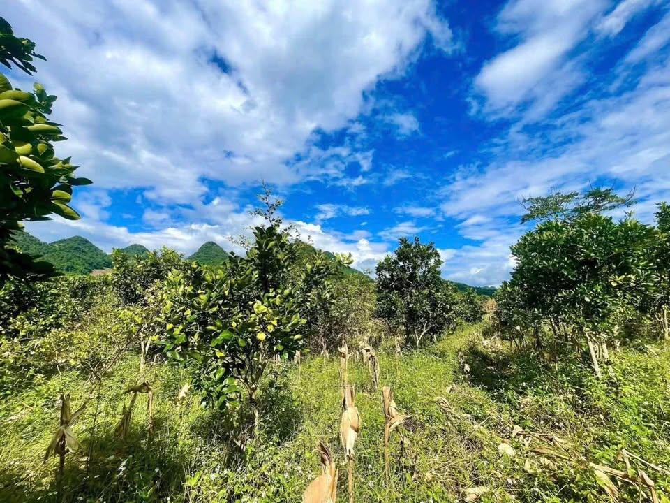 Đất nền 3000m² Bản Co Pục, Chiềng Ngần giá 1.1 tỷ - Cơ hội đầu tư tuyệt vời!