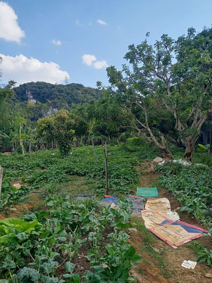 Đất thổ cư 200m² Bản Mé, Sơn La giá 950 triệu - Cơ hội đầu tư hiếm có!