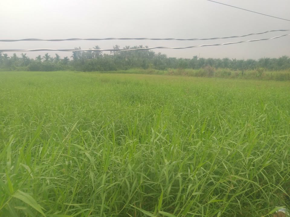 Đất nền An Vĩnh Ngãi Tân An 3000m² giá 1.2 tỷ - Sổ hồng chính chủ, xe ô tô vào tận nơi!