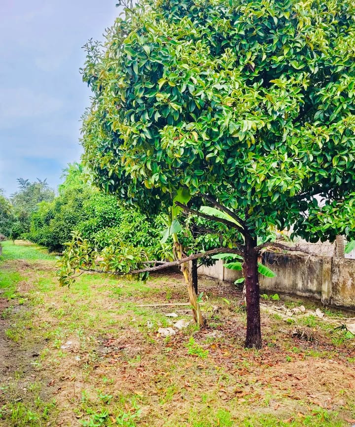 Đất nền 1000m² Thường Thạnh Cái Răng chỉ 1.55 tỷ - Đầu tư sinh lời ngay!