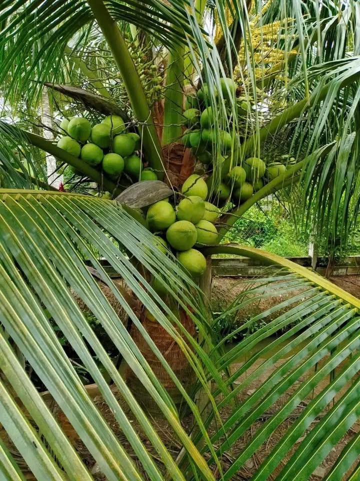 Nhà Bán Mặt Tiền Quốc Lộ 50, Xã Bình Hưng, 38m², Giá 3.6 Tỷ - Sổ Hồng Riêng