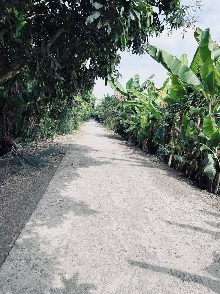 Đất ruộng lúa 6300m² xã Gáo Giồng giá chỉ 1.6 tỷ - Cơ hội đầu tư hấp dẫn!