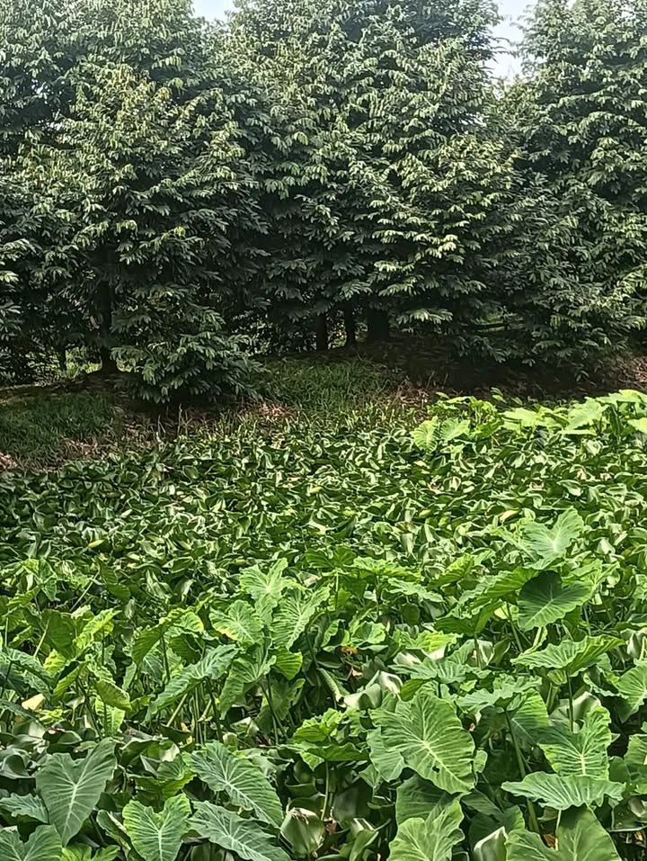 Đất Farm 6ha Tân Lược, Bình Tân, Vĩnh Long - Đầu tư sinh lời từ sầu riêng Ri6!