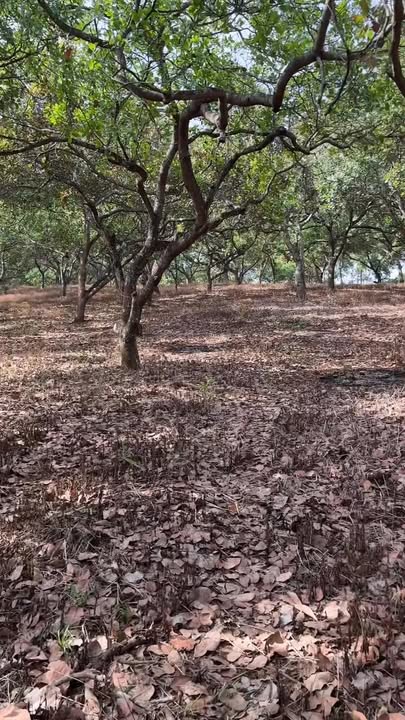 Đất nền 1,6 hecta tại Thống Nhất, Bù Đăng giá 1,7 tỷ - Đầu tư lý tưởng!