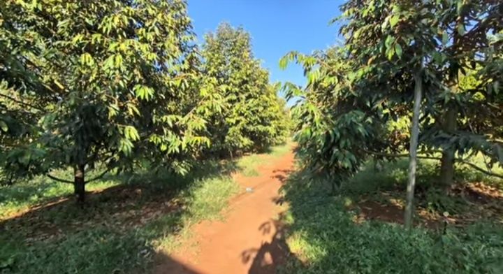 Farm 1ha Xã Thanh Sơn, Huyện Tân Phú, Đồng Nai giá 15 tỷ - Đầu tư sinh lời ổn định!