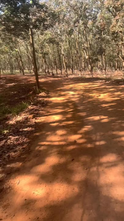 Đất nông nghiệp 1 mẫu Thạnh Bình, Tân Biên chỉ 1.3 tỷ - Đầu tư sinh lời cao!