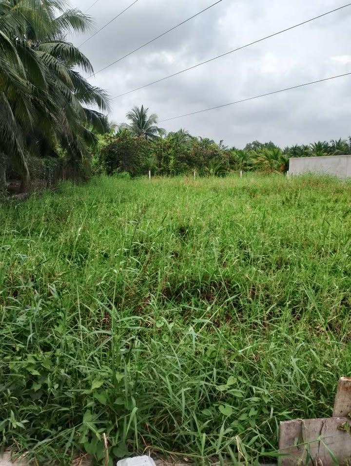 Biệt thự Phú Tân Bến Tre 600m² giá 1.14 tỷ - Đầu tư sinh lời ngay!