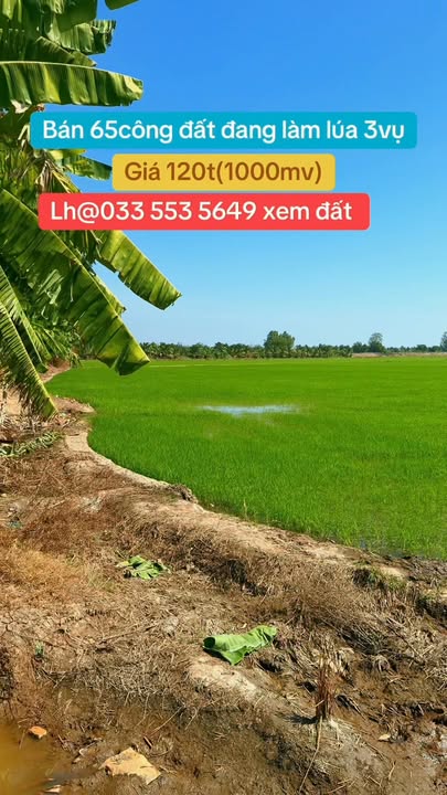 Đất nông nghiệp Tân Hưng 65.000m² giá 120 triệu - Tiềm năng đầu tư lớn!