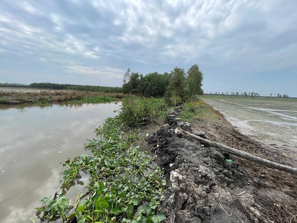 Đất Farm 20.000m² tại Xã Thạnh Phước, Huyện Giồng Riềng, Giá 2.475 tỷ - Cơ hội đầu tư hấp dẫn!