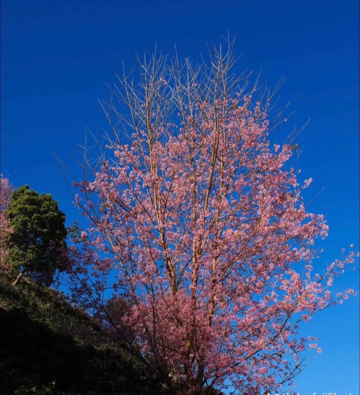 Căn hộ Vinhome khu Park Quận Bình Thạnh 118m² giá 15 tỷ - Sổ hồng chính chủ, đầu tư tuyệt vời!