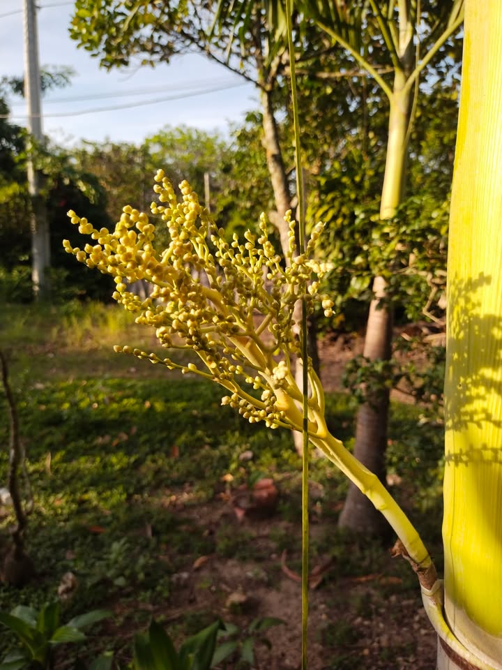 Đất Suối Cao 28.000m² giá 1.12 tỷ - Mặt tiền đường nhựa thuận lợi!