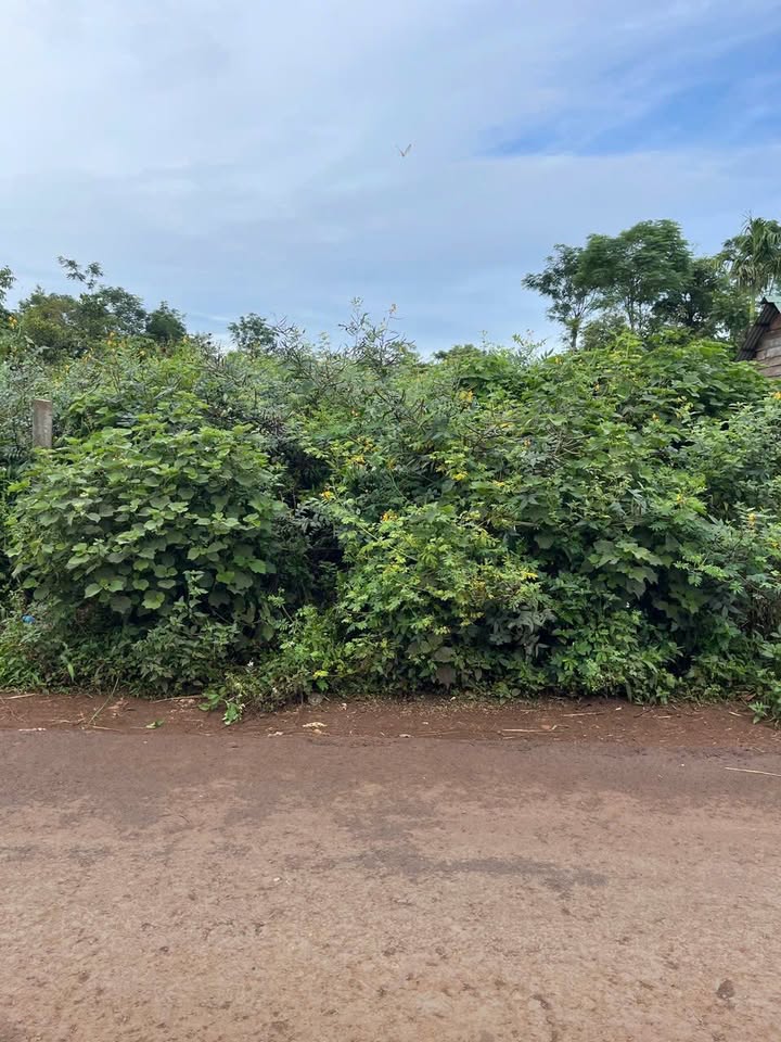 Đất nền 250m² tại Cư Bao, Đắk Lắk - Giá chỉ 500 triệu, tiềm năng phát triển lớn!