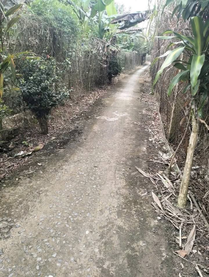 Đất trồng mít 4 công tại Thiện Trí, Cái Bè - Giá chỉ 1.8 tỷ, 2 mặt tiền đẹp!