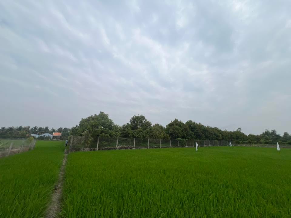 Bán đất 10 công tại Tân Phú, Thị xã Cai Lậy - Giá 3.8 tỷ, phù hợp trồng sầu riêng!