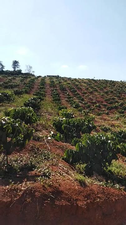 Đất nền 3 ha Đắk Rúc, Krông Nô, Đắk Nông giá 2.5 tỷ - Cơ hội đầu tư hấp dẫn!