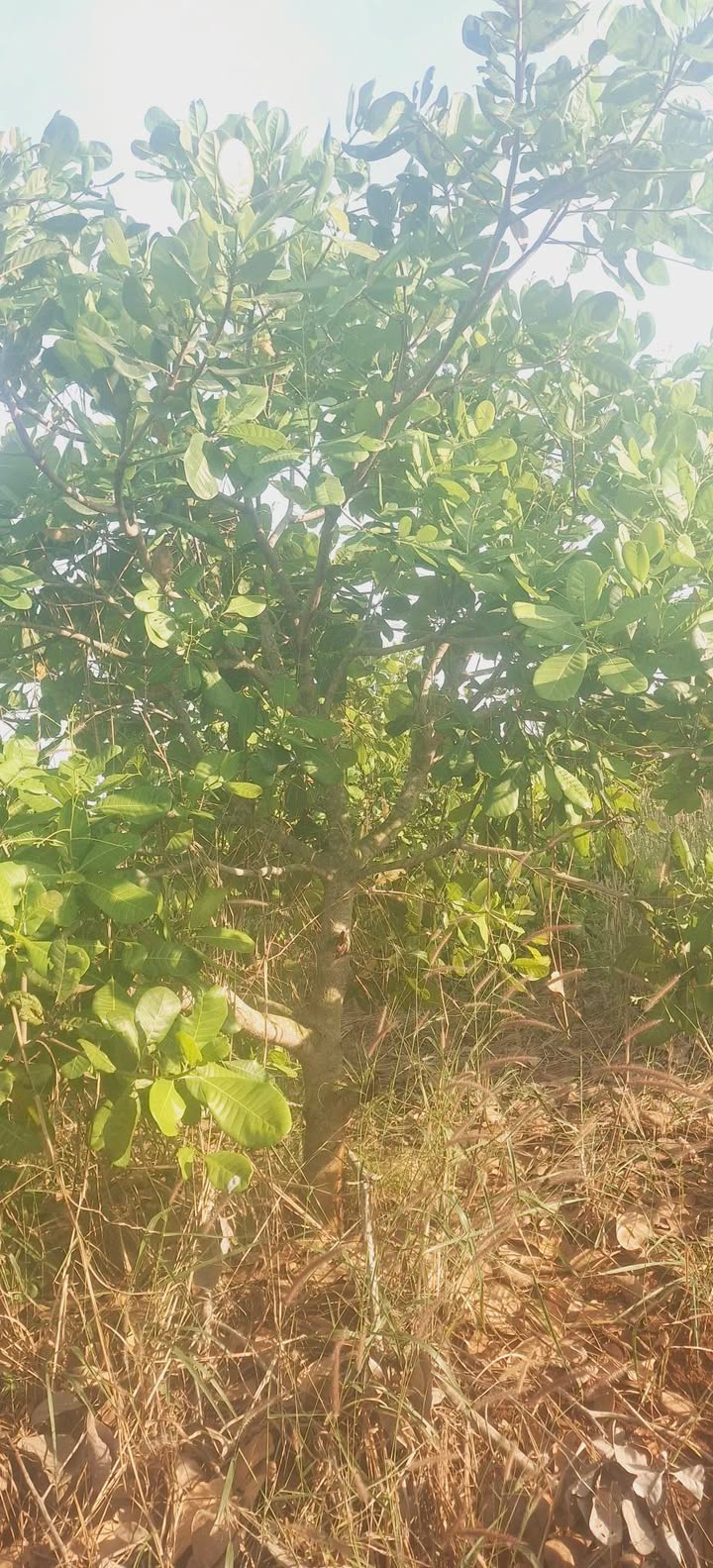 Đất nền 3 ha Tân Lợi, Bình Phước giá 4 tỷ - Đầu tư sinh lời hấp dẫn!