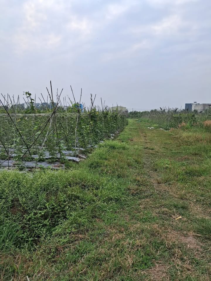 Đất nền ấp Rừng Dầu, Đức Hòa 494m² giá 1 tỷ - Sổ hồng riêng, ô tô vào tận nơi!