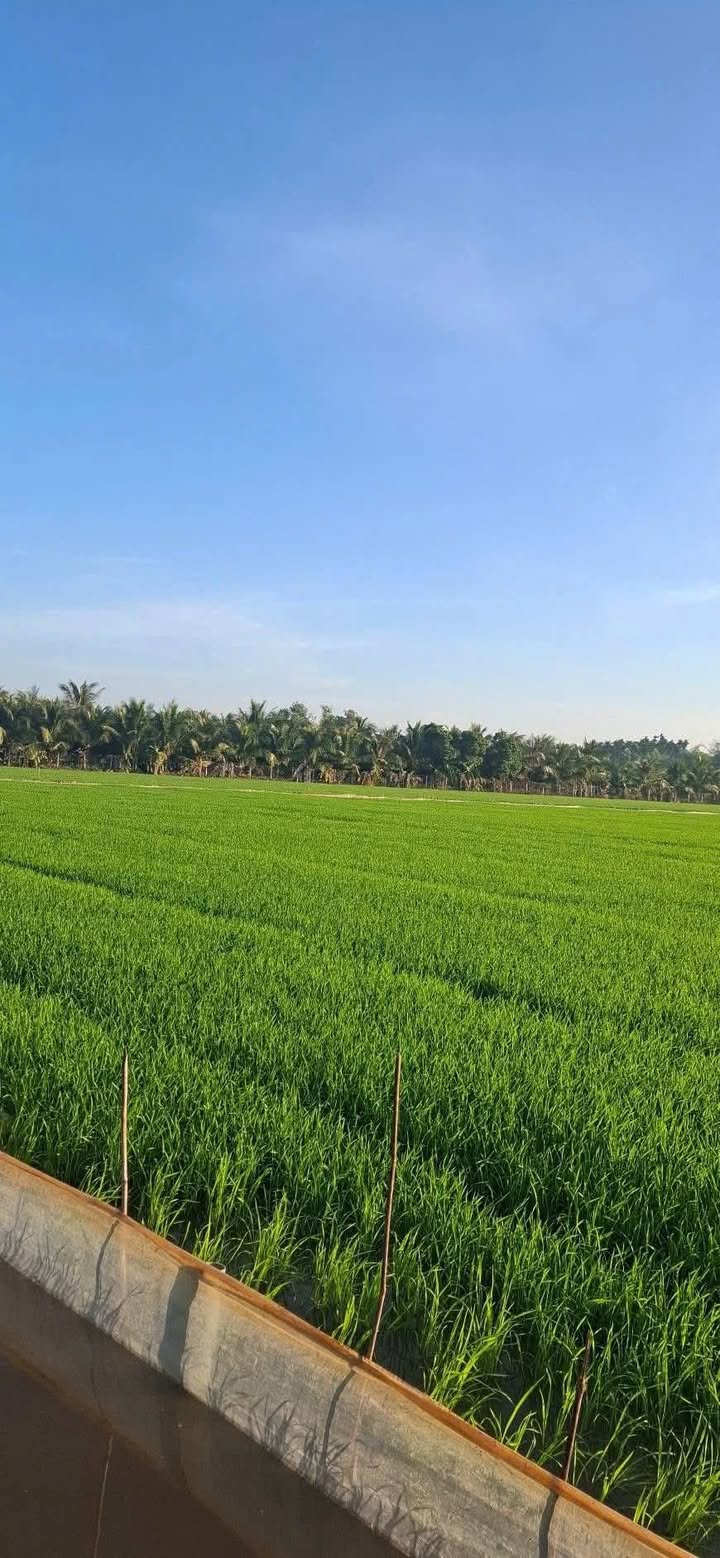 Đất nền 2000m² tại Thanh An, Châu Thành - Giá chỉ 200 triệu - Bán gấp trong tuần!