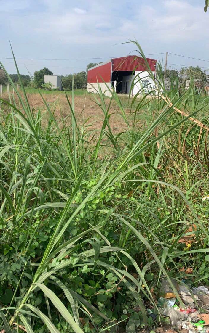 Đất thổ cư mặt tiền đường nhựa Rừng Dầu, xã Mỹ Hạnh Bắc, 160m² giá 1.6 tỷ - Cơ hội đầu tư hấp dẫn!