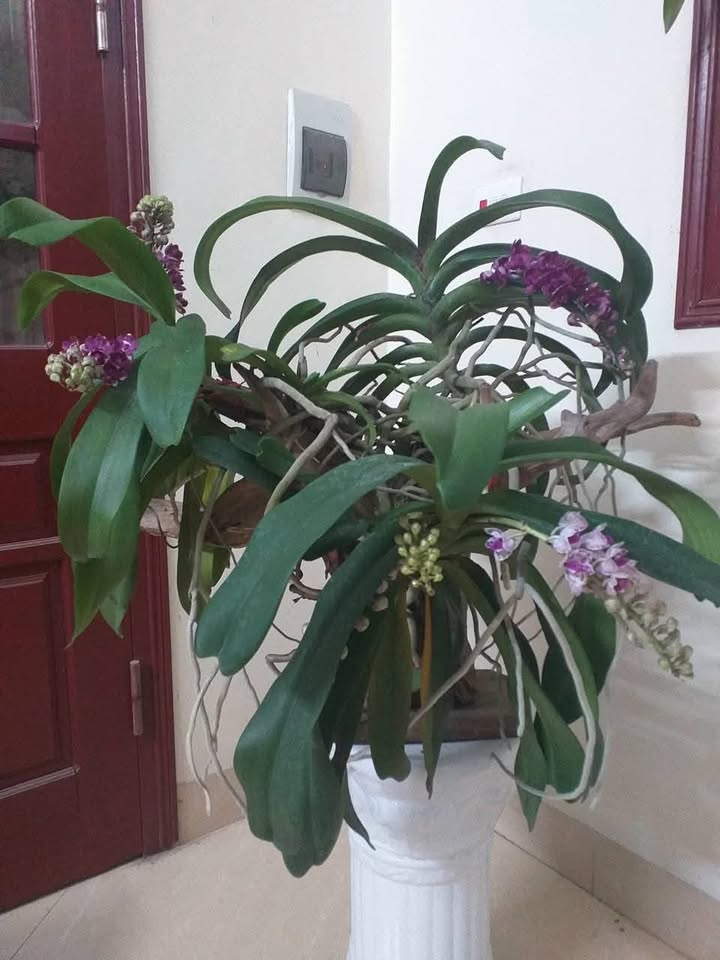 Đất nền khu Lộc An, Ninh Bình 62m² giá chỉ 1 tỷ - Cơ hội đầu tư không thể bỏ qua!