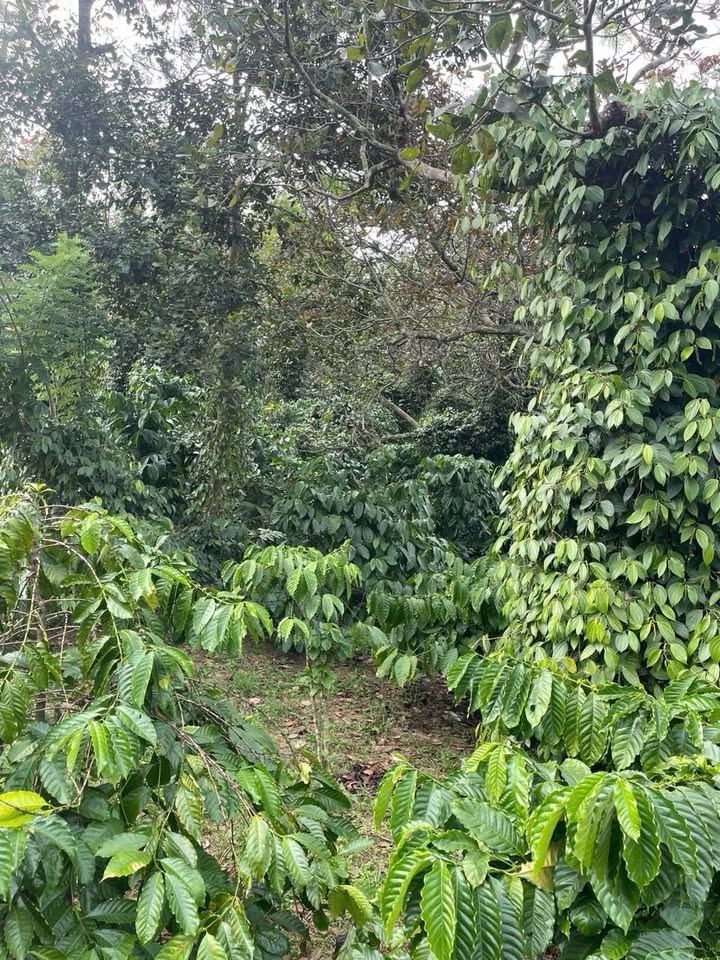 Đất 8 sào tại Đức Liễu, Bù Đăng giá 1 tỷ - Tiềm năng phát triển cao!