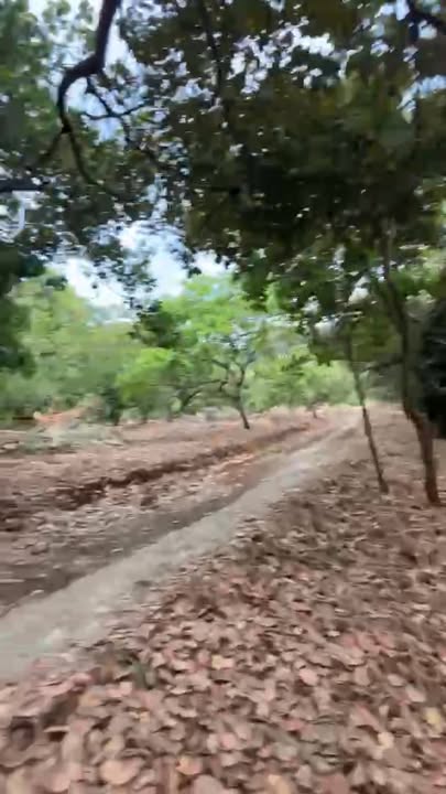 Đất nền 2.2ha tại Huyện Bù Đăng - Giá 1.2 tỷ - Pháp lý rõ ràng