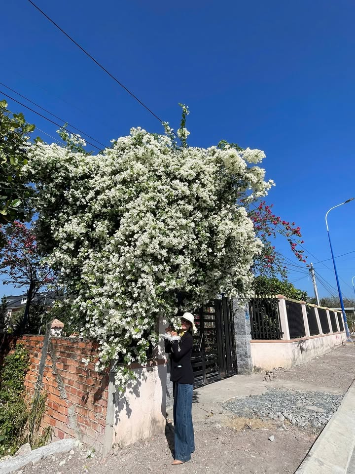 Đất nền Lô góc mặt tiền đường Lê Duẩn Chơn Thành 290m² giá 1 tỷ - Cơ hội đầu tư hấp dẫn!