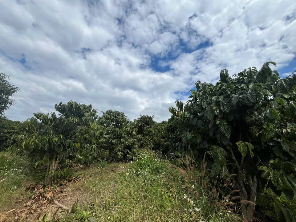 Đất nông nghiệp Ninh Gia, Đức Trọng 14.000m² giá 48.87 tỷ - Đầu tư sinh lời ngay!