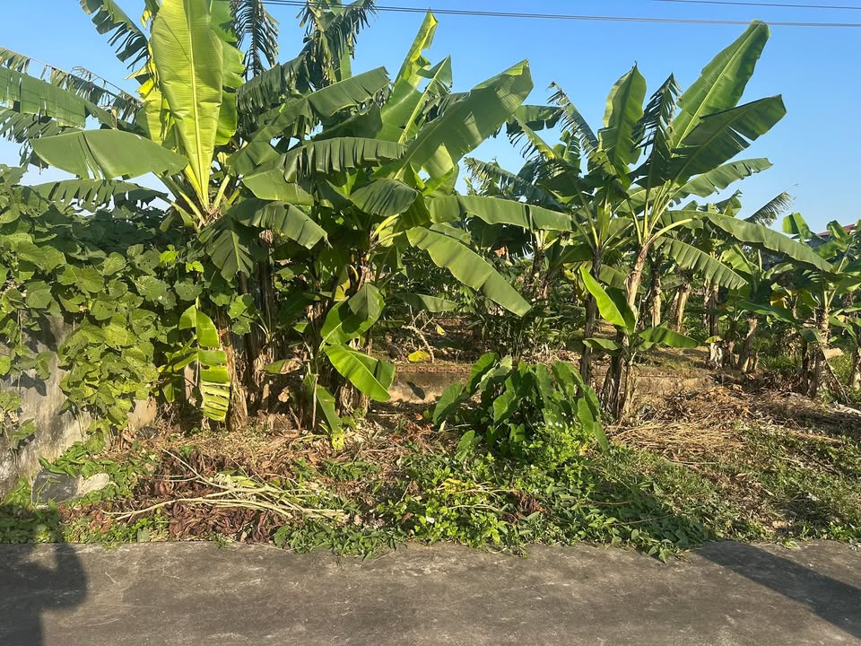 Đất full cư tại xóm 1 Nghĩa Phú 96m² giá chỉ 400 triệu - Mặt tiền view sông thoáng mát!