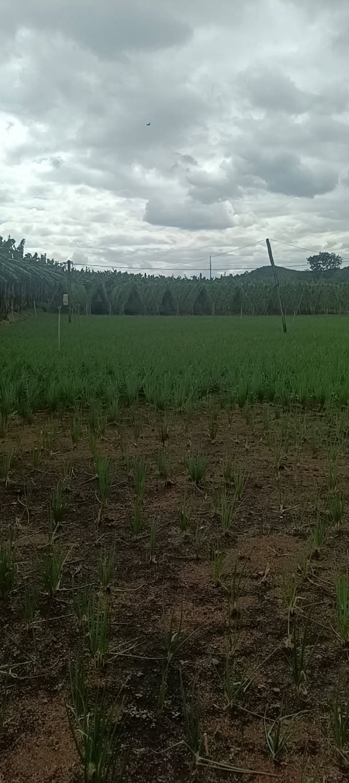 Đất sào Hòa Phú, Buôn Ma Thuột 10.000m² giá 1.23 tỷ - Không dính quy hoạch!