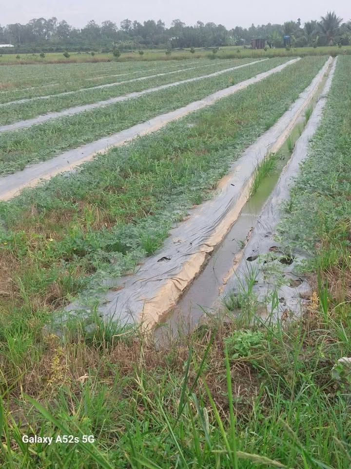 Đất nền chính chủ xã Bình Phước, Vĩnh Long 8.037m² - Giá chỉ 8,5 tỷ!