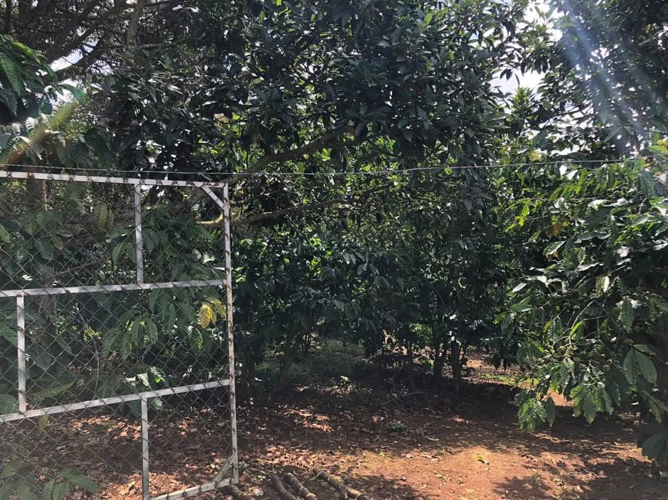 Đất vườn thôn 6 Lộc An 3400m² giá 3.1 tỷ - Đường bê tông 60m, gần QL20!