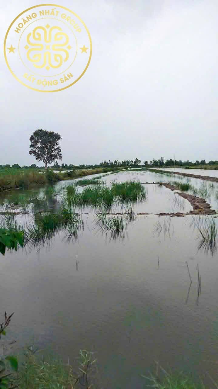 Đất 10 Công Mô Hình Lúa Tôm Khánh Bình Đông 1 Tỷ - Cơ Hội Đầu Tư Hấp Dẫn!