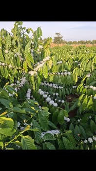 Đất nền Quảng Hiệp, Cư M'gar 4000m² giá 555 triệu - Đường ô tô tận nơi!