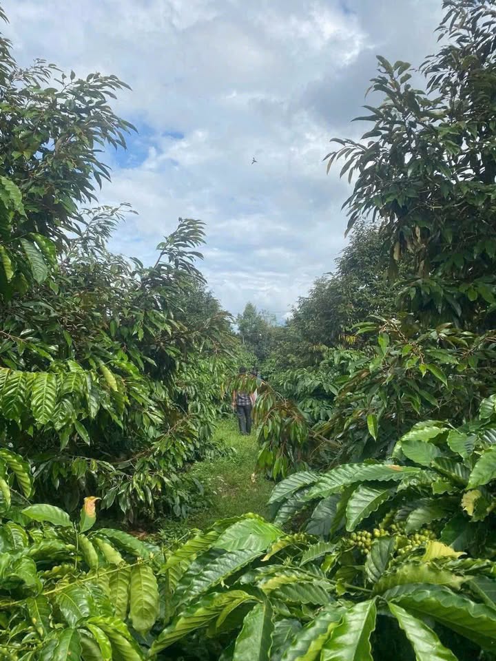 Farm 1,5 ha tại Ea Sin, Krông Búk giá 1.32 tỷ - Cơ hội đầu tư sinh lời hấp dẫn!