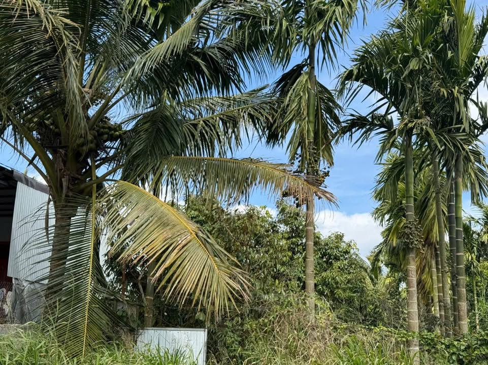 Bán đất đường Chu Mạnh Trinh 200m² giá 1.75 tỷ - Đất thổ cư, gần tiện ích xã hội!