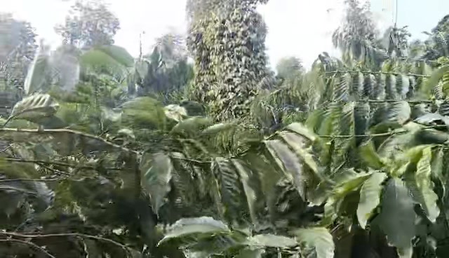 Rẫy Bầu Đức Minh Đắk Mil 14000m² - Giá thỏa thuận, vị trí đắc địa!