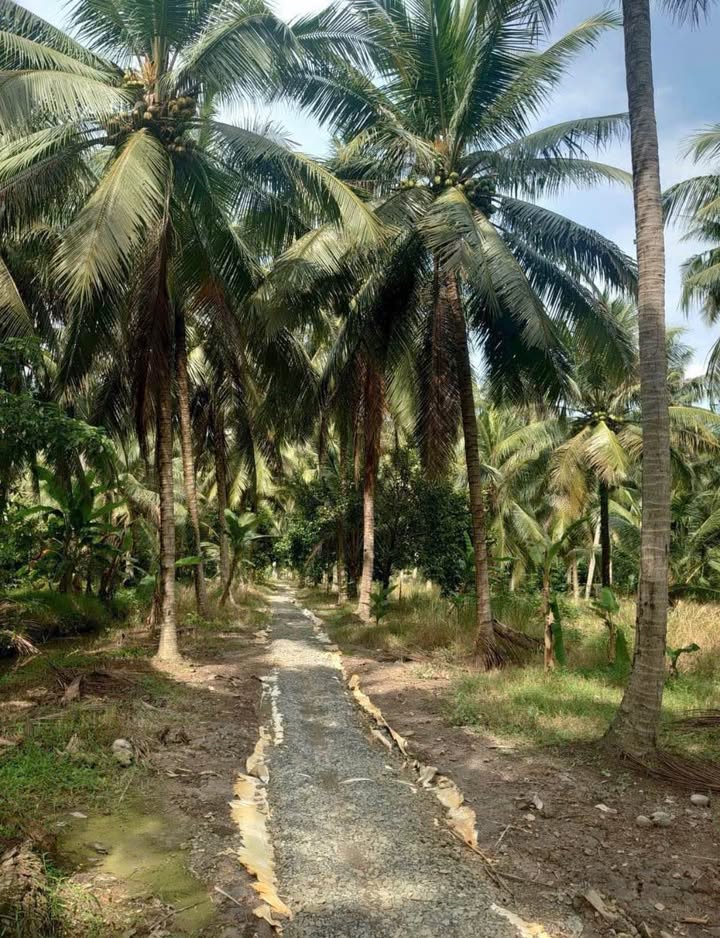 Đất vườn Sơn Hòa, Bến Tre 14.129m² giá 5.652 tỷ - Cơ hội đầu tư sinh lời cao!