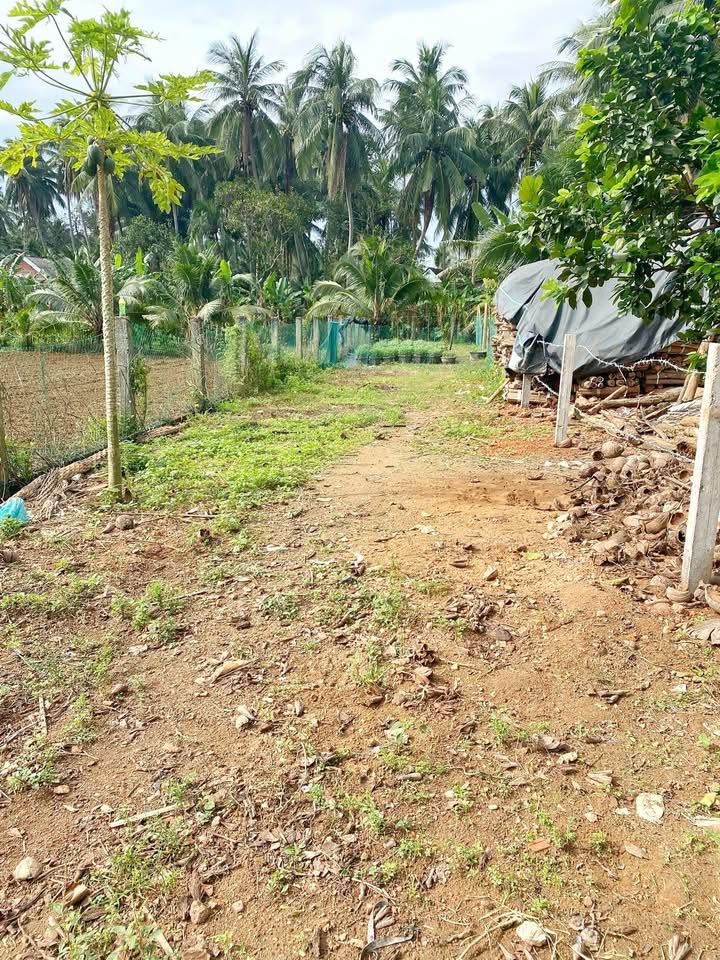 Đất thổ cư 189m² tại Trần Tôn Thất, Hoài Xuân - Đầu tư sinh lời tốt!