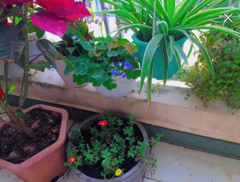 Căn hộ Vicoland Đà Nẵng 52m² giá 2.5 tỷ - Sổ hồng chính chủ, gần biển!